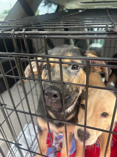 KRONK - Golden Retriever for adoption in Stockton