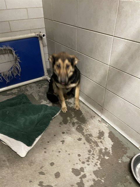 MARLENE - German Shepherd Dog available for adoption