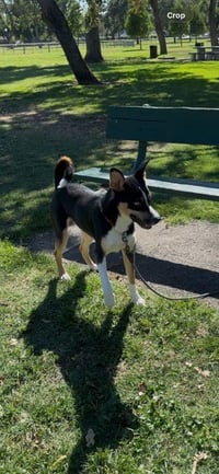 DOMINIC - Photo 1