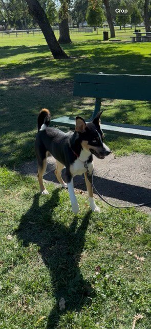 DOMINIC - Collie available for adoption
