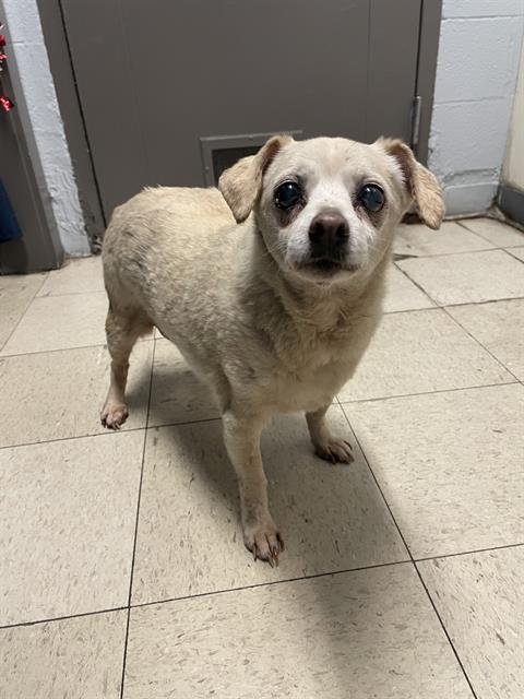 BUDDY - Chihuahua available for adoption