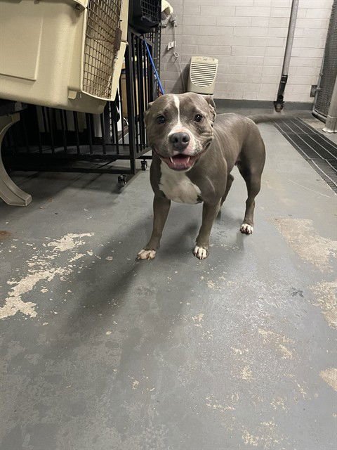 CLAWDEEN WOLF - Pit Bull Terrier available for adoption