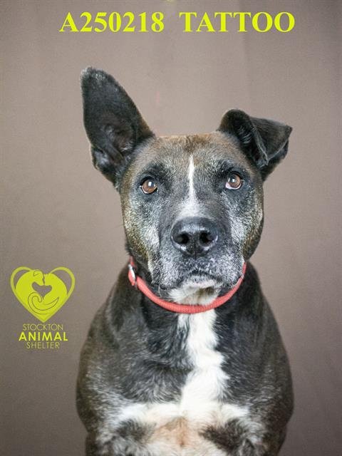 TATTOO - Border Collie available for adoption