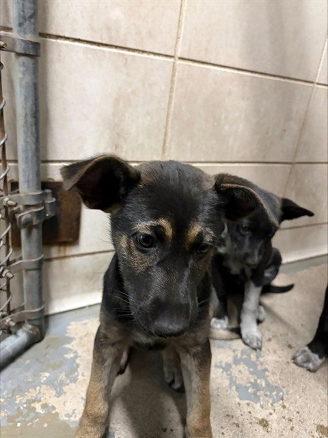 KITTY - German Shepherd Dog available for adoption