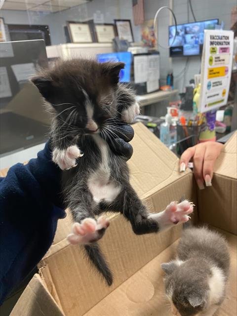 STARK - Domestic Short Hair available for adoption