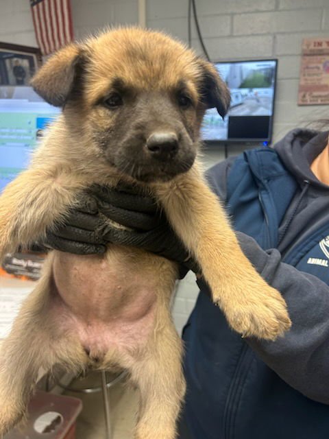 CHARLIE - German Shepherd Dog available for adoption