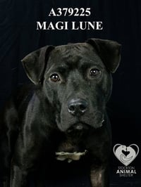 MAGI LUNE - Photo 1