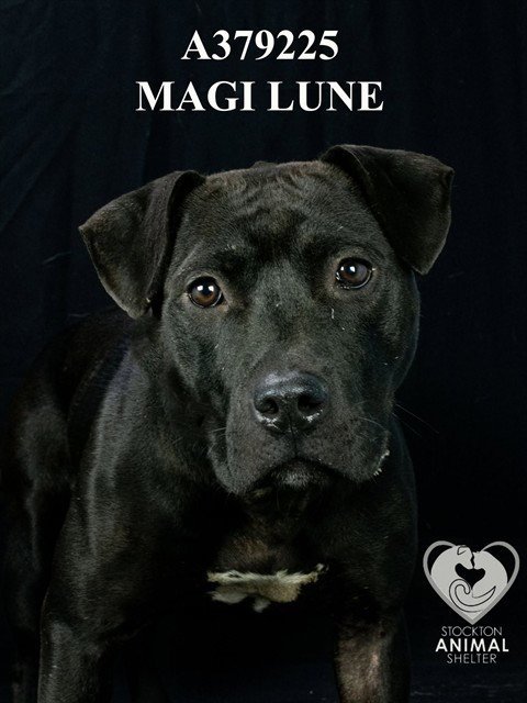 MAGI LUNE - Pit Bull Terrier available for adoption
