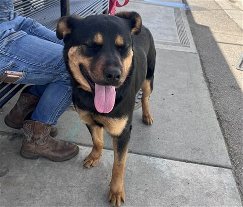 A373548 - German Shepherd Dog available for adoption