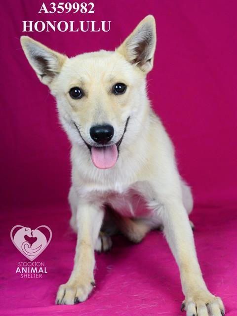 HONOLULU - German Shepherd Dog available for adoption