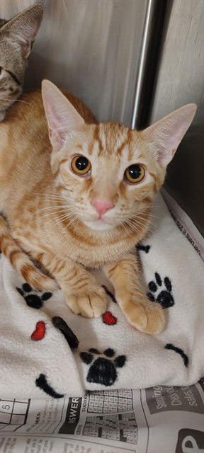 CHEETOH - Domestic Short Hair available for adoption