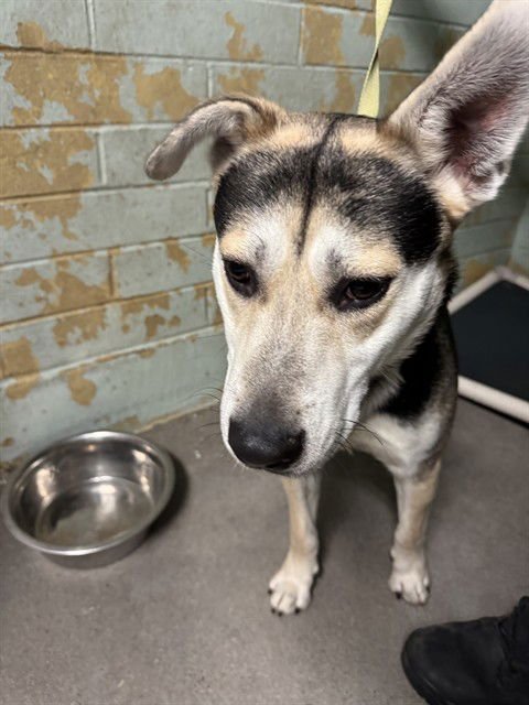 ACE - German Shepherd Dog available for adoption