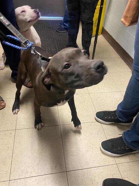 LADY - Pit Bull Terrier available for adoption