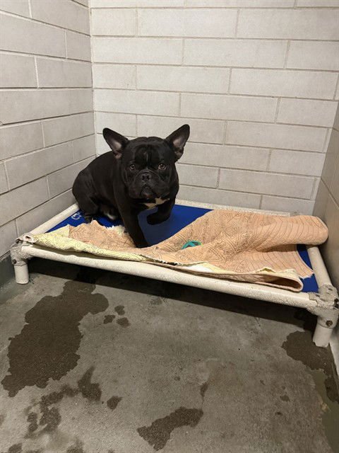 ARCHIE - French Bulldog available for adoption