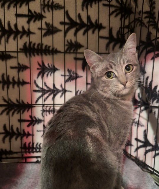 MATTIE - Domestic Short Hair available for adoption