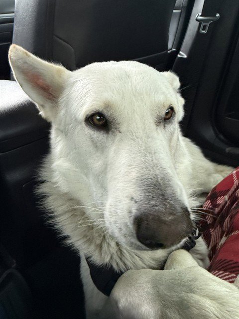 SHADOW - Siberian Husky available for adoption