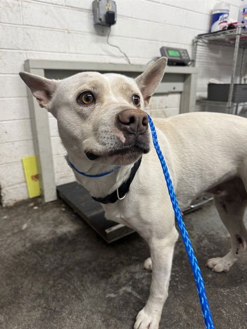 PENNE - Australian Kelpie for adoption in Stockton