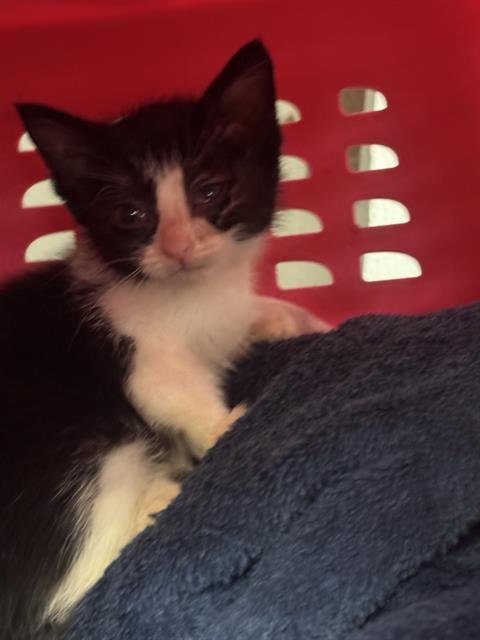 A369635 - Domestic Short Hair available for adoption