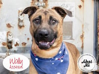 WALLY - Photo 1