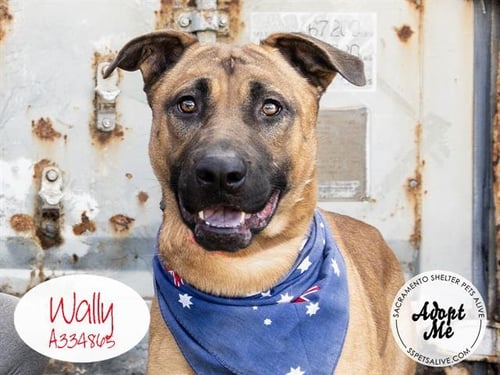 WALLY - German Shepherd Dog available for adoption