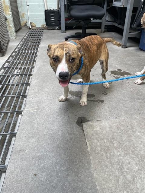 ERNIE - Terrier available for adoption