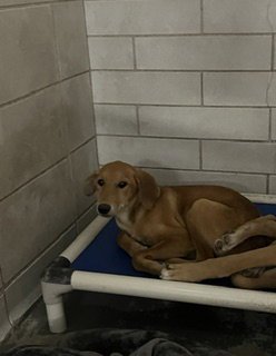 CHANDLER - Labrador Retriever / German Shepherd Dog available for adoption