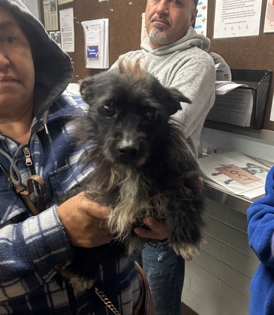 A372022 - Terrier available for adoption