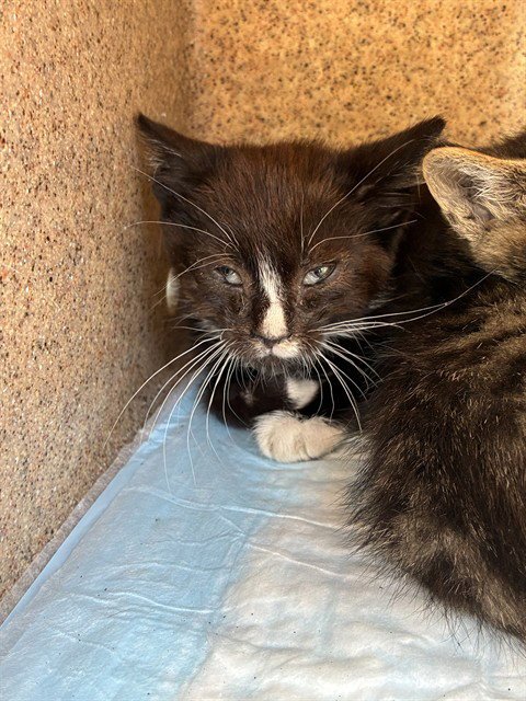 MAX - Domestic Short Hair available for adoption