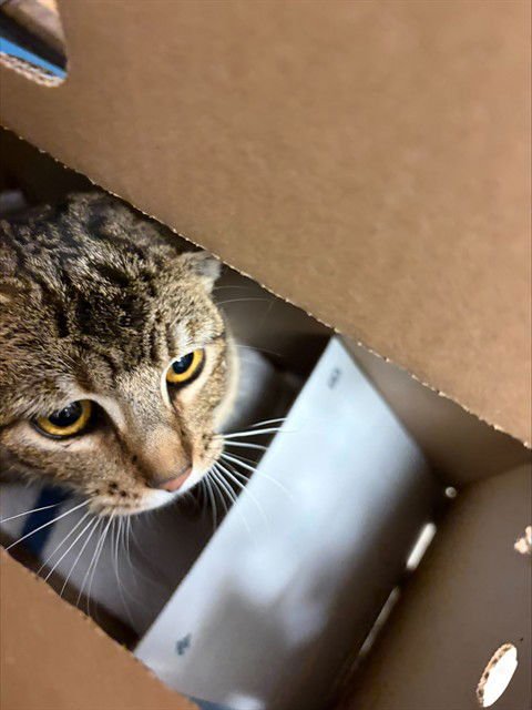 SPARKLE - Domestic Short Hair available for adoption