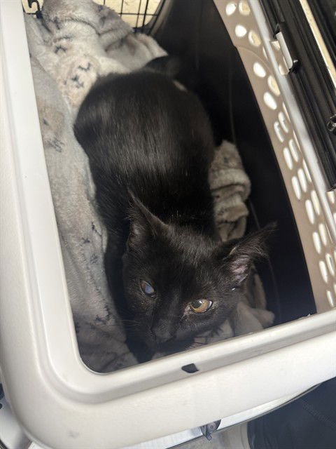 A367282 - Domestic Short Hair available for adoption