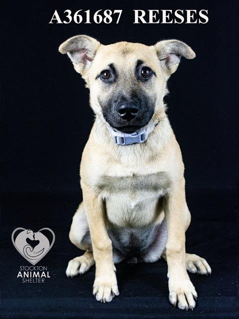 REESES - German Shepherd Dog available for adoption
