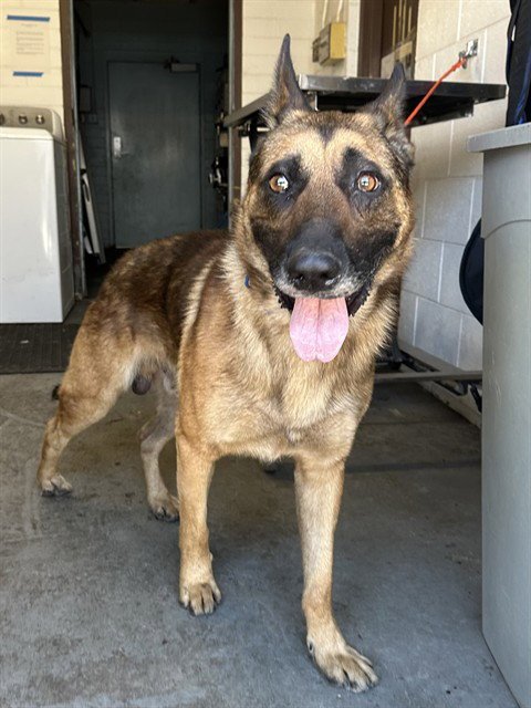 MOWGLI - German Shepherd Dog available for adoption