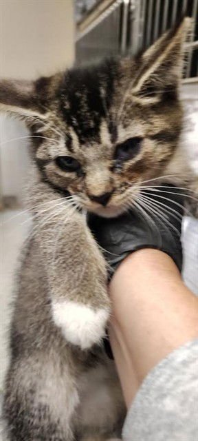 BETTY     NO COLLAR - Domestic Short Hair available for adoption