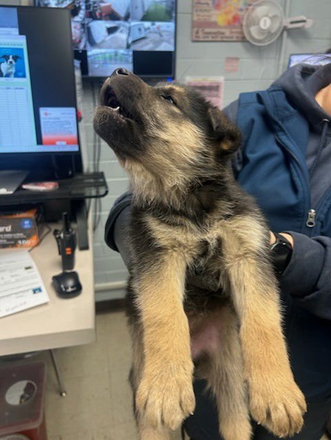 ALEX - German Shepherd Dog available for adoption