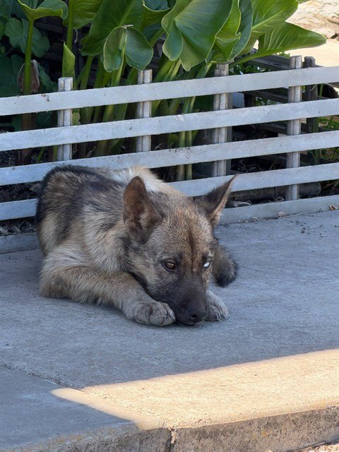 BABY DUKE - Australian Shepherd available for adoption