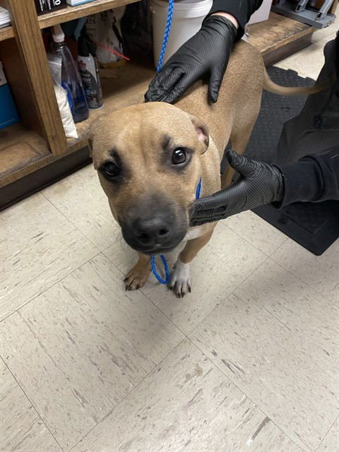 BENNY - Terrier available for adoption