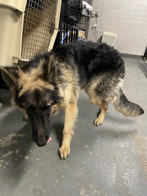 CLEO DE NILE - German Shepherd Dog available for adoption