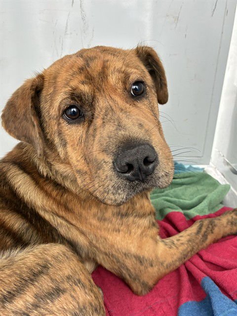 MILES - Chinese Shar-Pei available for adoption