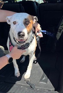 MAMA - Pit Bull Terrier / Border Collie available for adoption