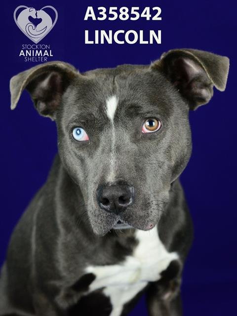LINCOLN - Pit Bull Terrier available for adoption