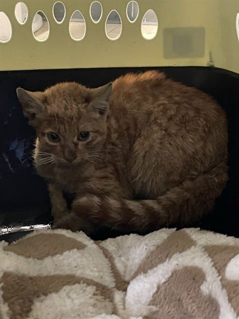 AUTUMN - Domestic Short Hair available for adoption