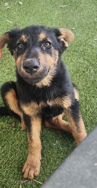 CLEO - German Shepherd Dog available for adoption