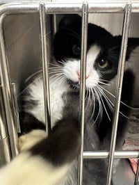 LOUIE - Photo 1