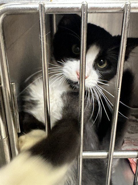 LOUIE - Domestic Short Hair available for adoption