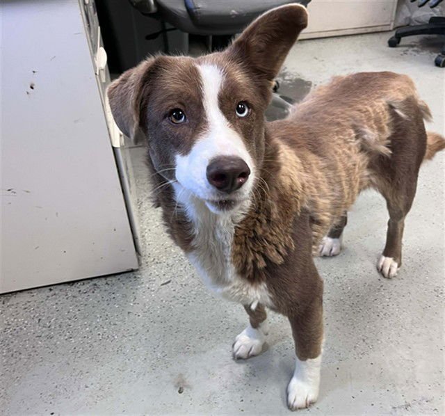 MACKENZIE - Border Collie available for adoption
