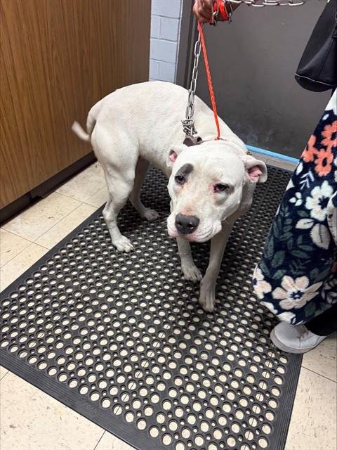 KAREN - Staffordshire Bull Terrier available for adoption