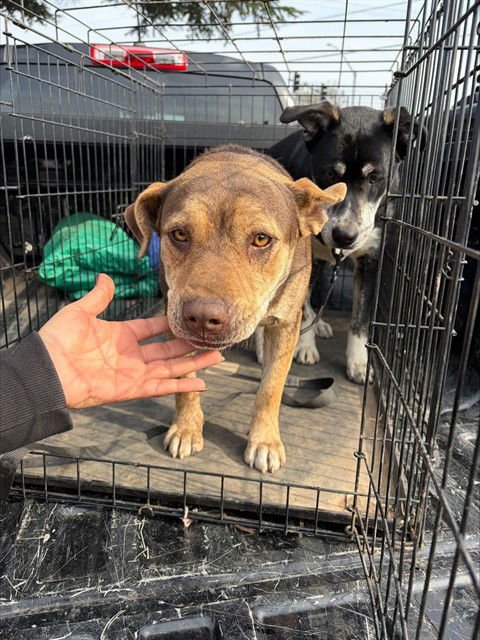 GIGI - German Shepherd Dog available for adoption