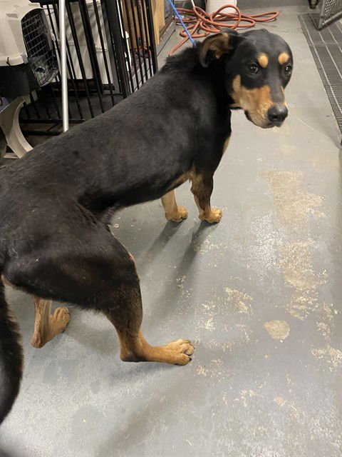 BUZZ - Doberman Pinscher available for adoption