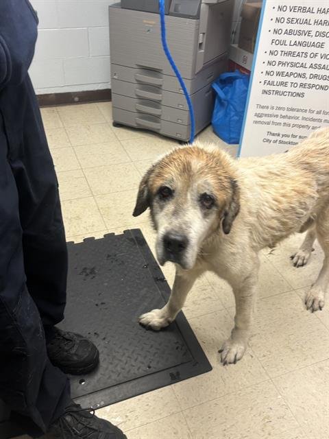 CHURCH - Akbash available for adoption