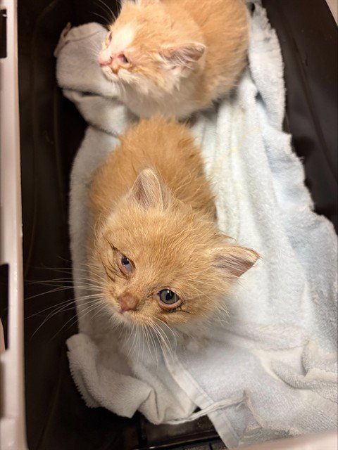 BUTTERSCOTCH - Domestic Short Hair available for adoption